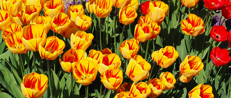 Gartenschau in Freudenstadt wird vom Land gefördert: Bild von gelben und roten Tulpen